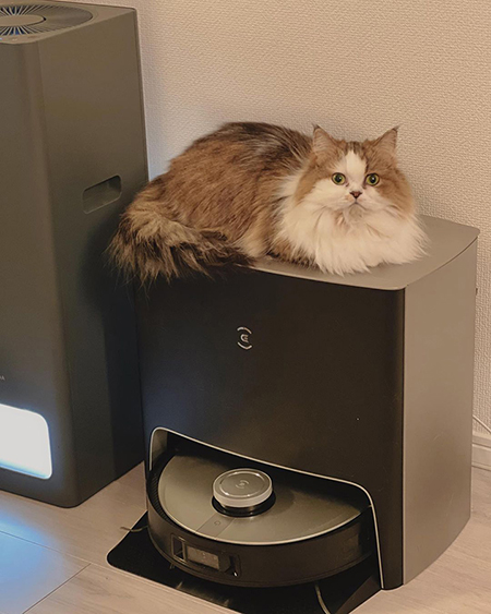 Pets with ECOVACS DEEBOT