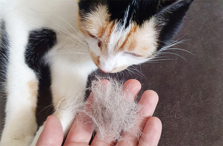 ペットの毛によるお掃除の悩みを解消