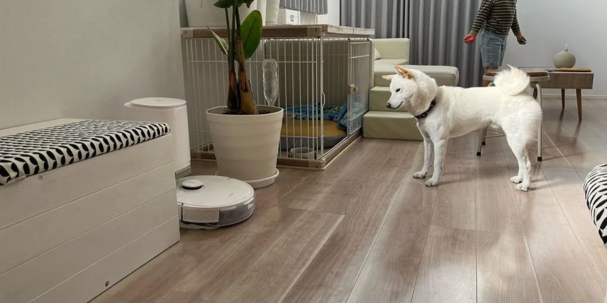 Un aspirateur robot peut-il éviter et nettoyer les crottes de chien ?