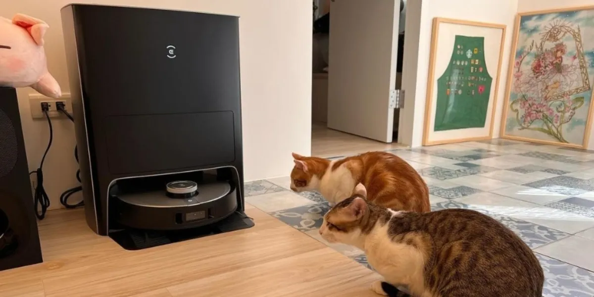 Pourquoi les chats ont-ils peur des aspirateurs (et comment les aider) ?