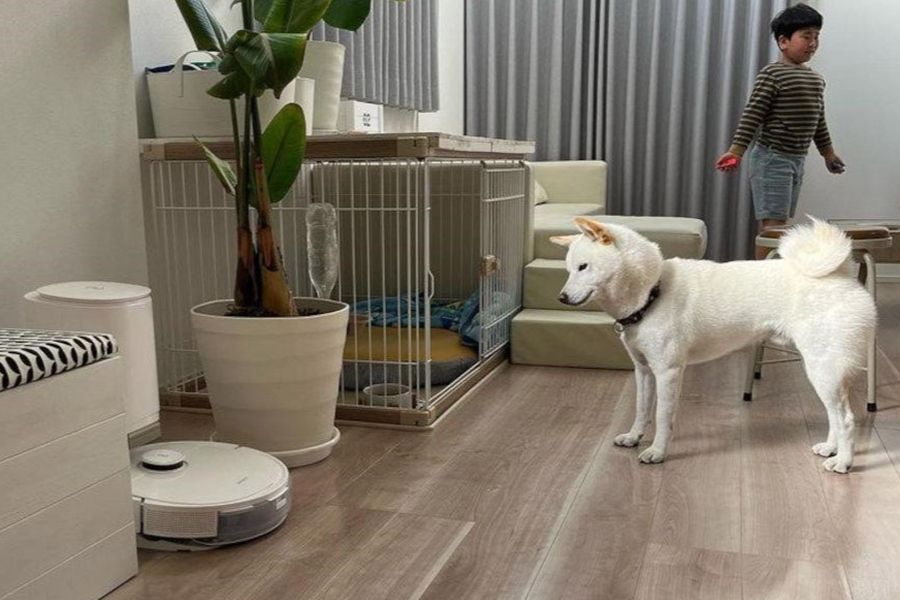 aspirateur robot se rechargeant a cote d un chien