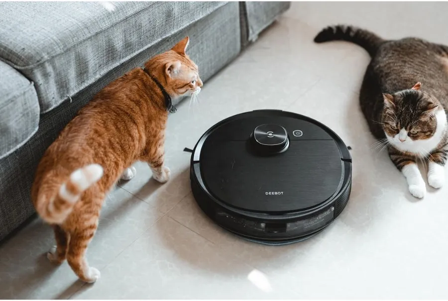 How to Get Rid of Cat Allergy?
