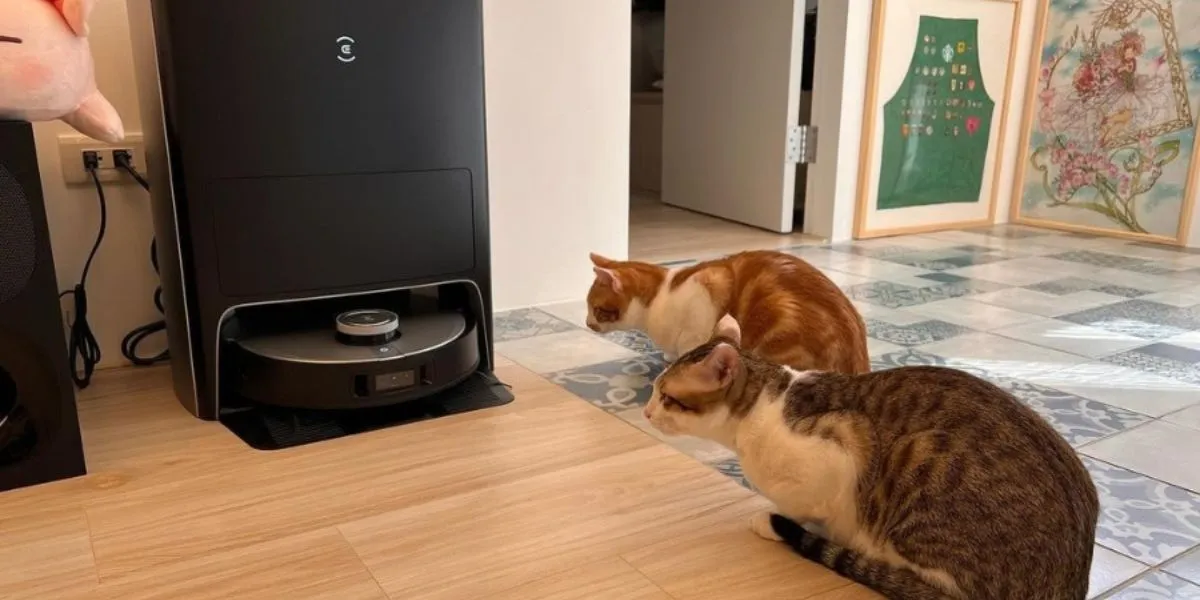 Why Are Cats Scared Of Vacuums?