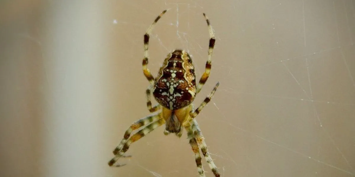 Do Vacuums Kill Spiders?