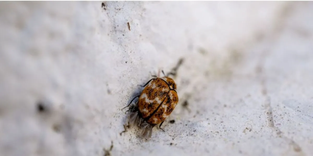 Does Vacuuming Kill Bed Bugs? 